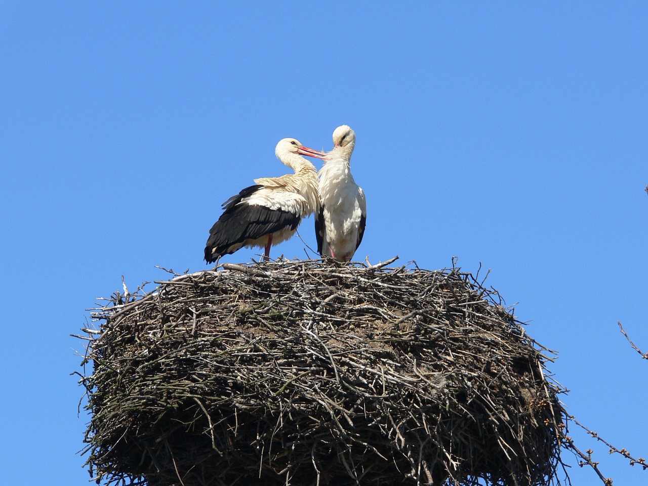 stork-1216333_1280