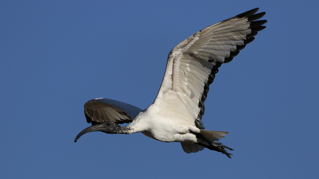 Anche gli ibis preferiscono Fagagna!